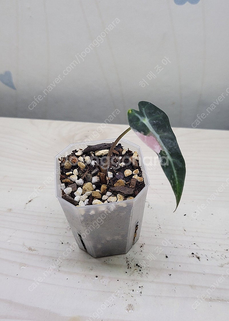 밤비노핑크바리,에피바리,에피민트,트루비문라이트,마블스킨,아미드리움미디움실버,풀민트히메,화이트민트히메,무늬히메,베놈 ...--5